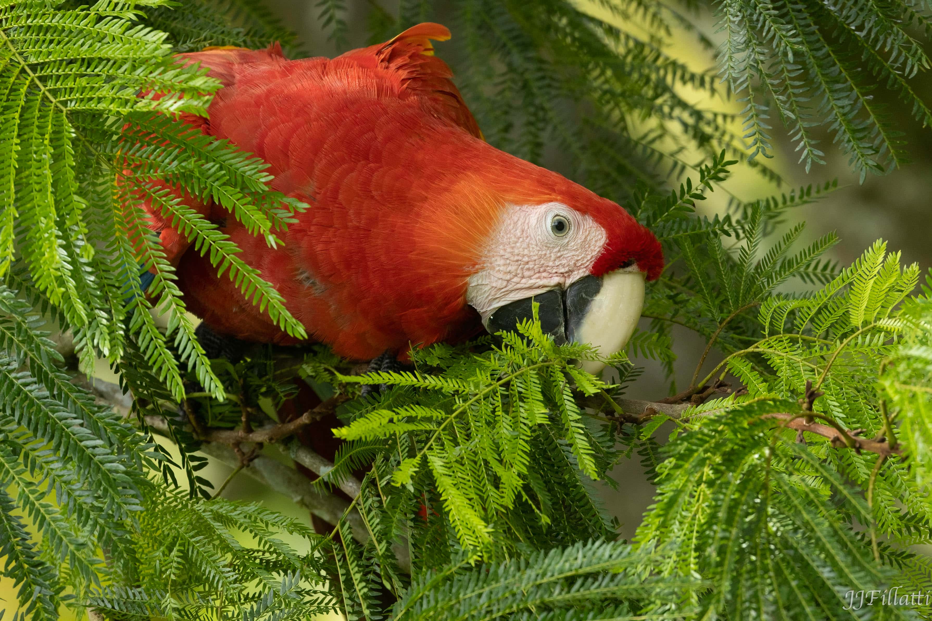 bird of Costa Rica image 33